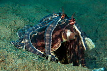 A pair of mimic octopus (Thaumoctopus mimicus) mating. The male, behind, has grabbed the female and grasps her as he tries to place his sperm sac inside her mantle with his arm. Lembeh Strait, Molucca...