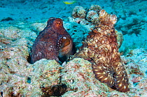 Common reef / day octopuses (Octopus cyanea) mating. The male, on the right, it passing his sperm to the female, on the left, by placing it under her mantle. His arm is visible on her body next to her...