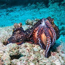 Common reef / day octopuses (Octopus cyanea) courting. The male, on the right, is rearing up and showing his mouth and tentacles, while still maintaining contact with the female. This is a rarely seen...