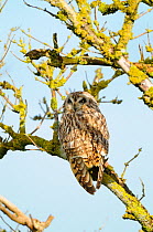 Short eared owl, (Asio flammeus) perched in elder bush on a sunny morning, Norfolk, UK, May