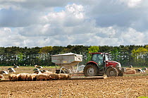 Commercial pig farm tractor dispensing feed to feeding troughs, Norfolk, UK, May