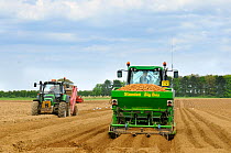 Commercial potato growing, tractor with potato planter, tractor with stone picking machine on left, Norfolk, UK, May