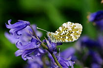 Orange tip butterfly, (Anthocharis cardamines) female resting on Bluebell flower, Norfolk, England