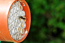 Beneficial insect for crop pollination, Red mason bee (Osmia rufa) flying into purpose built commercially bought broodchamber, Norfolk, UK, May
