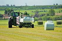 Mechanised haylage harvesting, tractor with appliance for wrapping haylage bales in plastic, Norfolk, UK, May