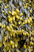 Twisted wrack (Fucus spiralis) seaweed exposed at low tide on rocky shoreline, Northumberland, England, June,