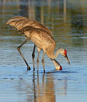Sandhill crane (Grus canadensis) pair feeding in water, Myakka River State Park, Florida, USA, April