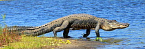 American alligator (Alligator mississippiensis) walking into water, Myakka River State Park, Florida, USA