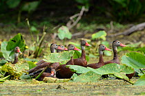 Black bellied whistling ducks (Dendrocygna autumnalis) group amongst aquatic vegetation, Hillsborough River, Florida, USA, April