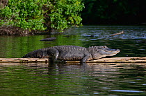 American alligator (Alligator mississippiensis) resting on log, Hillsborough River, Florida, USA