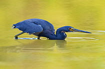 Tricolored heron (Egretta tricolor) hunting in water, Everglades National Park, Florida, USA, March
