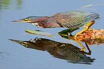 Green heron (Butorides virescens) watching for fish, Everglades National Park, Florida, USA, March