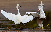 Snowy egret (Egretta thula) two in dispute, Everglades National Park, Florida, USA, March