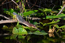 Green heron (Butorides virescens) hunting for fish, Everglades National Park, Florida, USA, March