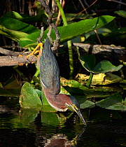 Green heron (Butorides virescens) just after successful fish hunt, Everglades National Park, Florida, USA, March