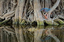 Green heron (Butorides virescens) hunting for fish, camouflaged against tree roots, Everglades National Park, Florida, USA, March