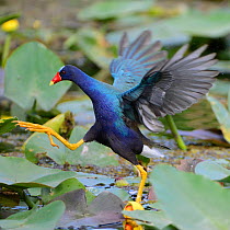 Purple gallinule (Porphyrio martinica) moving across waterlily covered surface, Everglades National Park, Florida, USA, March