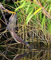 Green heron (Butorides virescens) hunting for fish, feet gripping onto branch in balancing act, Everglades National Park, Florida, USA, March