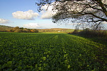 Field of cabbages, Brassicas, on the Gower Peninsula, Wales, UK, November 2011,