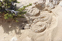 Horned / Sand viper (Cerastes cerastes) basking in sun in desert, Qatar, Arabian Gulf, February 2012,