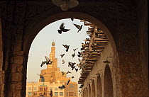 Pigeons flying among buildings of the reconstructed old souk, Souk Waqif, Doha, Qatar, Arabian Gulf. In background is the tower of the Islamic Cultural Centre. May 2011