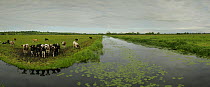 Cattle at water's edge on Tadham Moor, part of a large wetland system, the Somerset Levels, Somerset, UK, May 2006. Digital composite