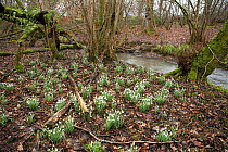 Snowdrops (Galanthus nivalis) growing in abundance in wooded damp valley beside stream in Somerset, UK, February 2011