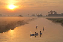 Swans (Cygnus sp) on a large water channel at sunrise with mist on the low lying pastures of Tadham Moor, Somerset Levels, Somerset, UK, March 2012