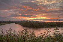 Sharpham RSPB reserve, an old peat extraction site, now filled with water and surrounded by reedbeds, Glastonbury Tor in background. Dawn, moody, Somerset, UK, October 2011, digital composite