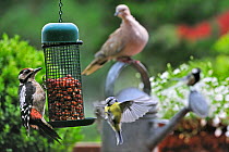Great spotted woodpecker juvenile (Dendrocopos major), Eurasian collared dove (Streptopelia decaocto), Blue tit (Parus caeruleus) and Great tit (Parus major) eating peanuts from bird feeder on balcony...