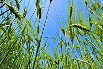 Green Barley ears (Hordeum vulgare) view looking up in field in spring, France, May 2012