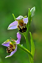 Bee orchid (Ophrys apifera) in flower, La Brenne, France