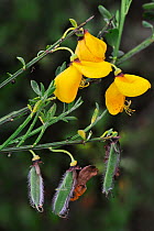 Common Broom flowers and seed pods (Cytisus scoparius scoparius), La Brenne, France, May
