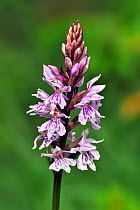 Common spotted orchid (Dactylorhiza fuchsii) in flower, Pyrenees, France, June