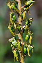 Common Twayblade orchid (Neottia ovata) in flower, Pyrenees, France, June