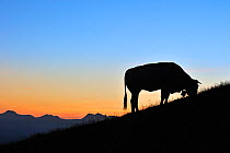 Domestic cow (Bos taurus) with cowbell silhouetted against sunset in the Pyrenees-Atlantiques, Pyrenees, France, June