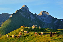 Domestic cows (Bos taurus) and free roaming horses grazing in the Pyrenees-Atlantiques, Pyrenees, France, June
