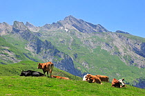 Cows (Bos taurus) resting in pasture along the Col du Soulor, Hautes-Pyrenees, Pyrenees, France, June