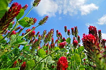 Crimson clover (Trifolium incarnatum) low angle view of field cultivated as fodder, La Brenne, France