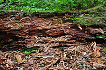 Fallen tree trunk left to rot on forest floor as dead wood habitat for invertebrates, Pyrenees, France