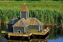 Mallards (Anas platyrhynchos) resting on duck house in pond at Zierikzee, Zeeland, the Netherlands