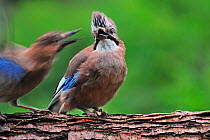 Jay (Garrulus glandarius) perched on tree trunk chasing away juvenile by screaming and raising its crest, Belgium, July