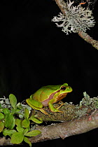 Common tree frog (Hyla arborea) sitting on branch covered in lichen at night, La Brenne, France, May Digital composite