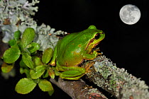 Common tree frog (Hyla arborea) sitting on branch covered in lichen at night with full moon, La Brenne, France, May. Digital composite