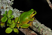 Common tree frog (Hyla arborea) sitting on branch covered in lichen at night, La Brenne, France, May.