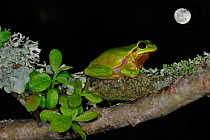Common tree frog (Hyla arborea) sitting on branch covered in lichen at night with full moon, La Brenne, France, May. Digital composite