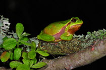 Common tree frog (Hyla arborea) sitting on branch covered in lichen at night, La Brenne, France, May