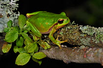 Common tree frog (Hyla arborea) sitting on branch covered in lichen at night, La Brenne, France, May