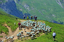 Shepherd and tourists herding flock of sheep (Ovis aries) to pasture up in the mountains along the Col du Soulor, Hautes-Pyrenees, Pyrenees, France, June 2012