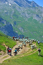 Shepherd and tourists herding flock of sheep (Ovis aries) to pasture up in the mountains along the Col du Soulor, Hautes-Pyrenees, Pyrenees, France, June 2012